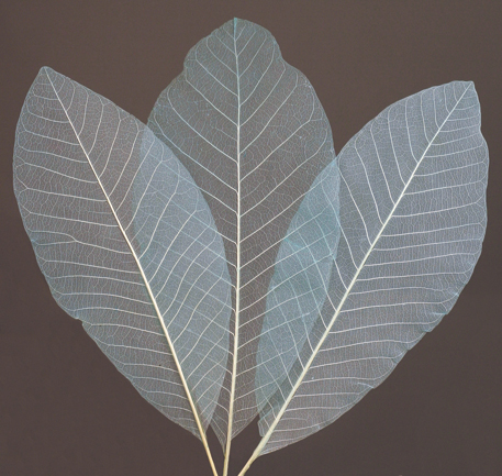 Long Skeleton Leaves(dry flower;dried flower)