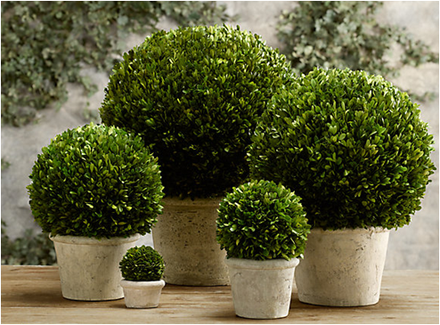 Shanghai Senao Horticulture Co., Ltd. – Product photos 3
