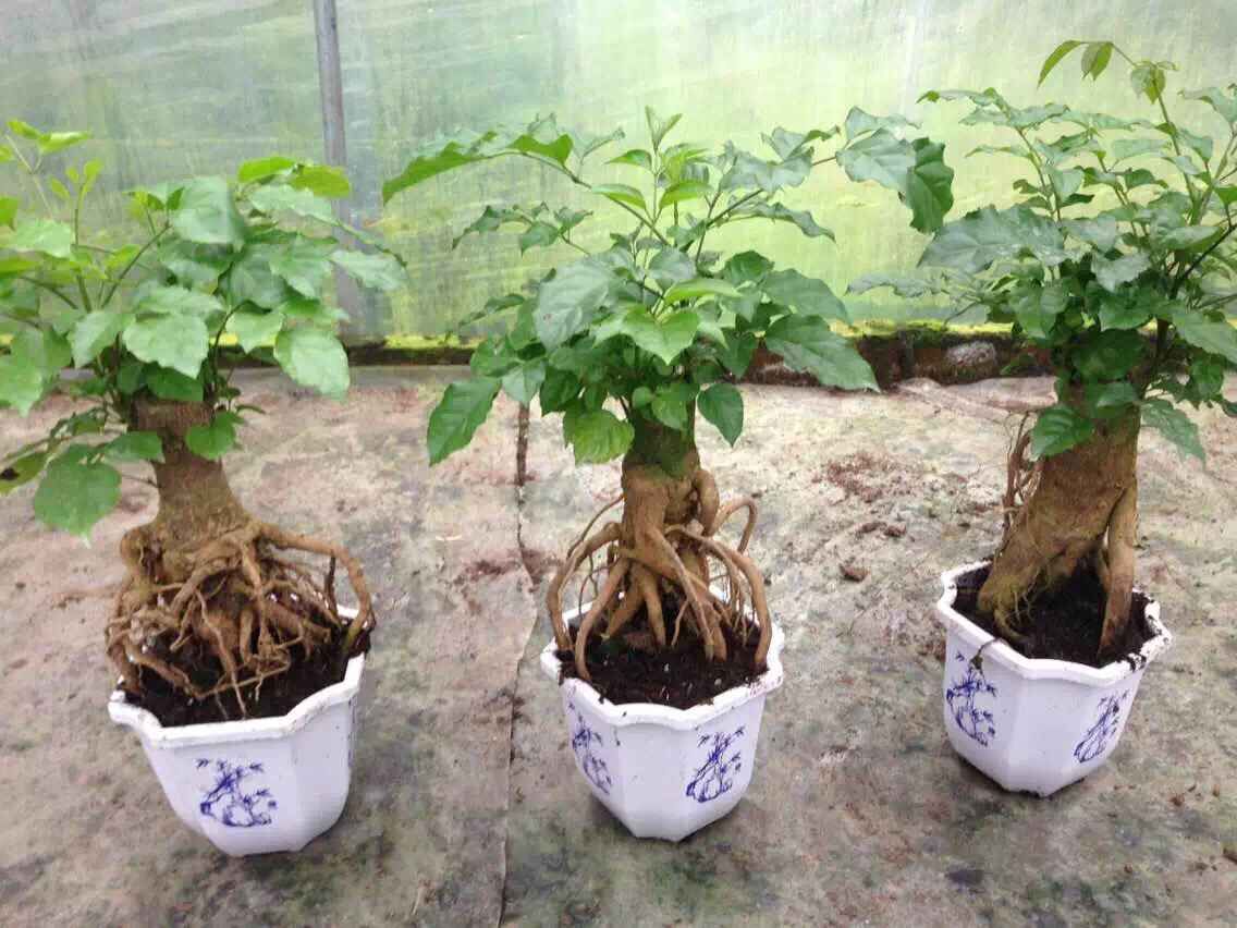 01Radarmachera hainanensis Money tree bonsai