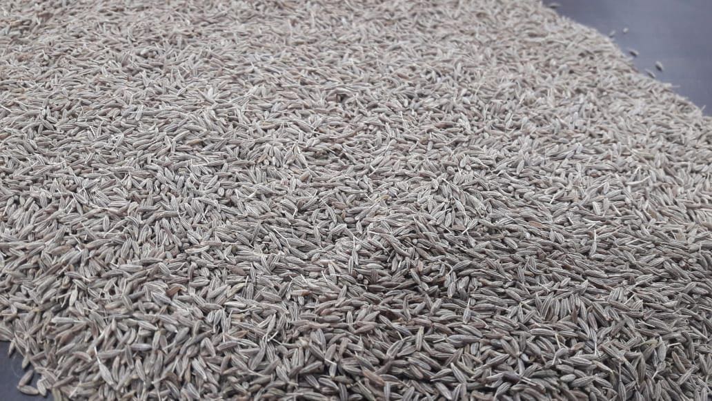 Cumin