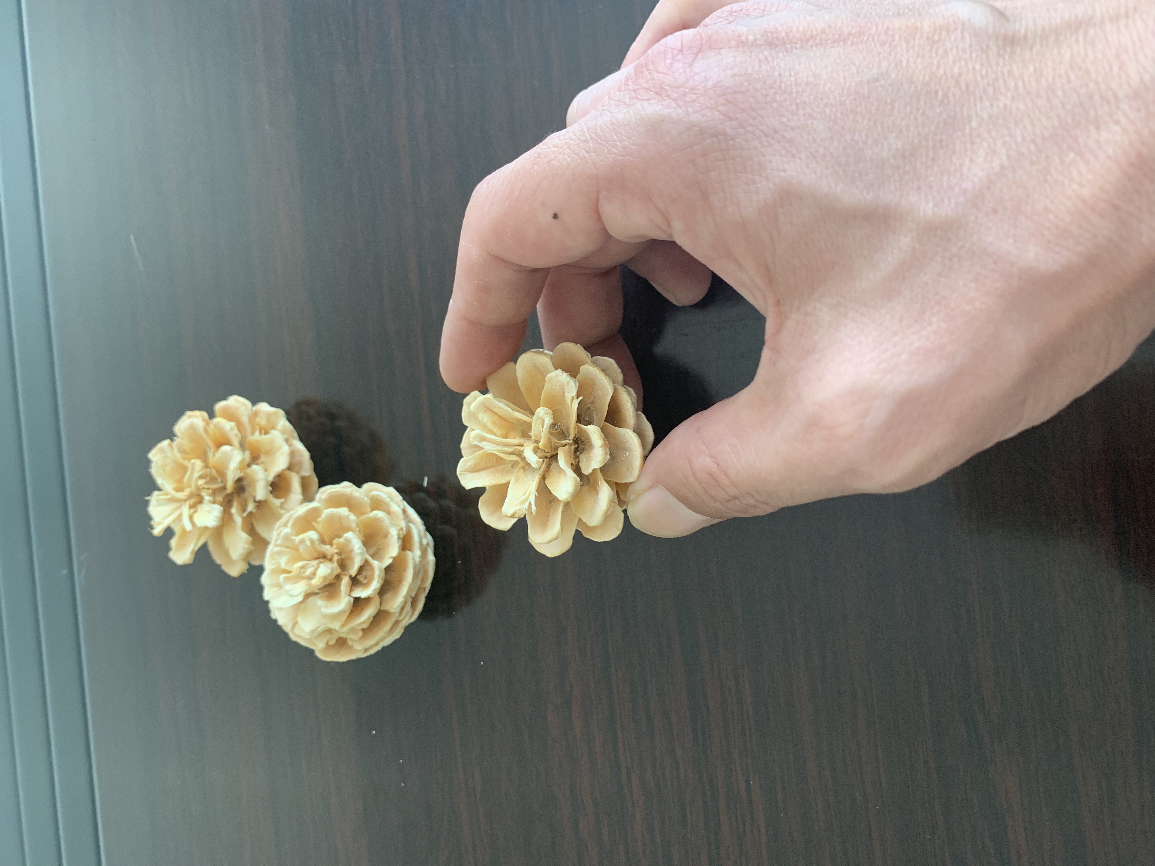 Pine Cone Bleached
