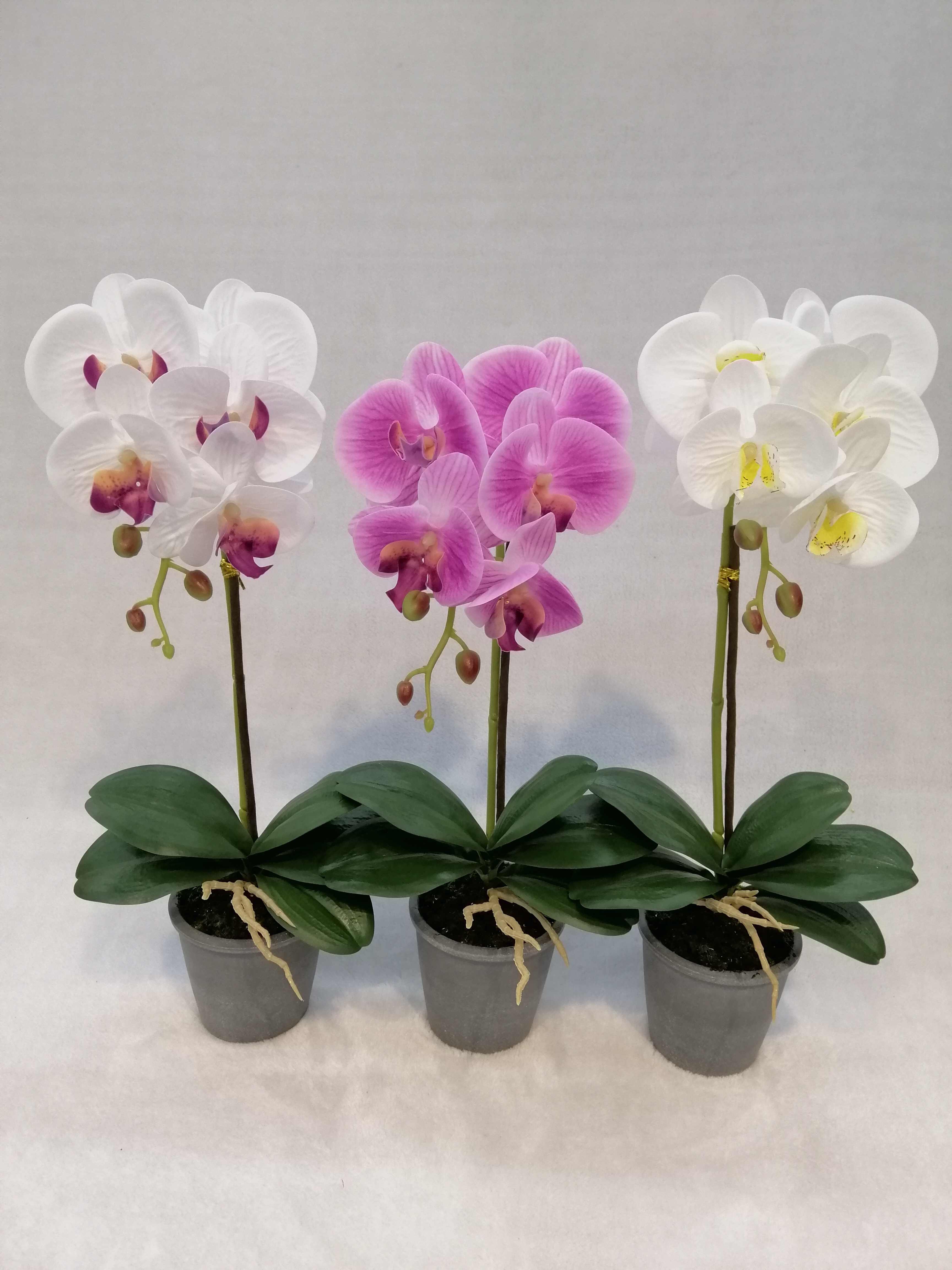 Potted Orchid
