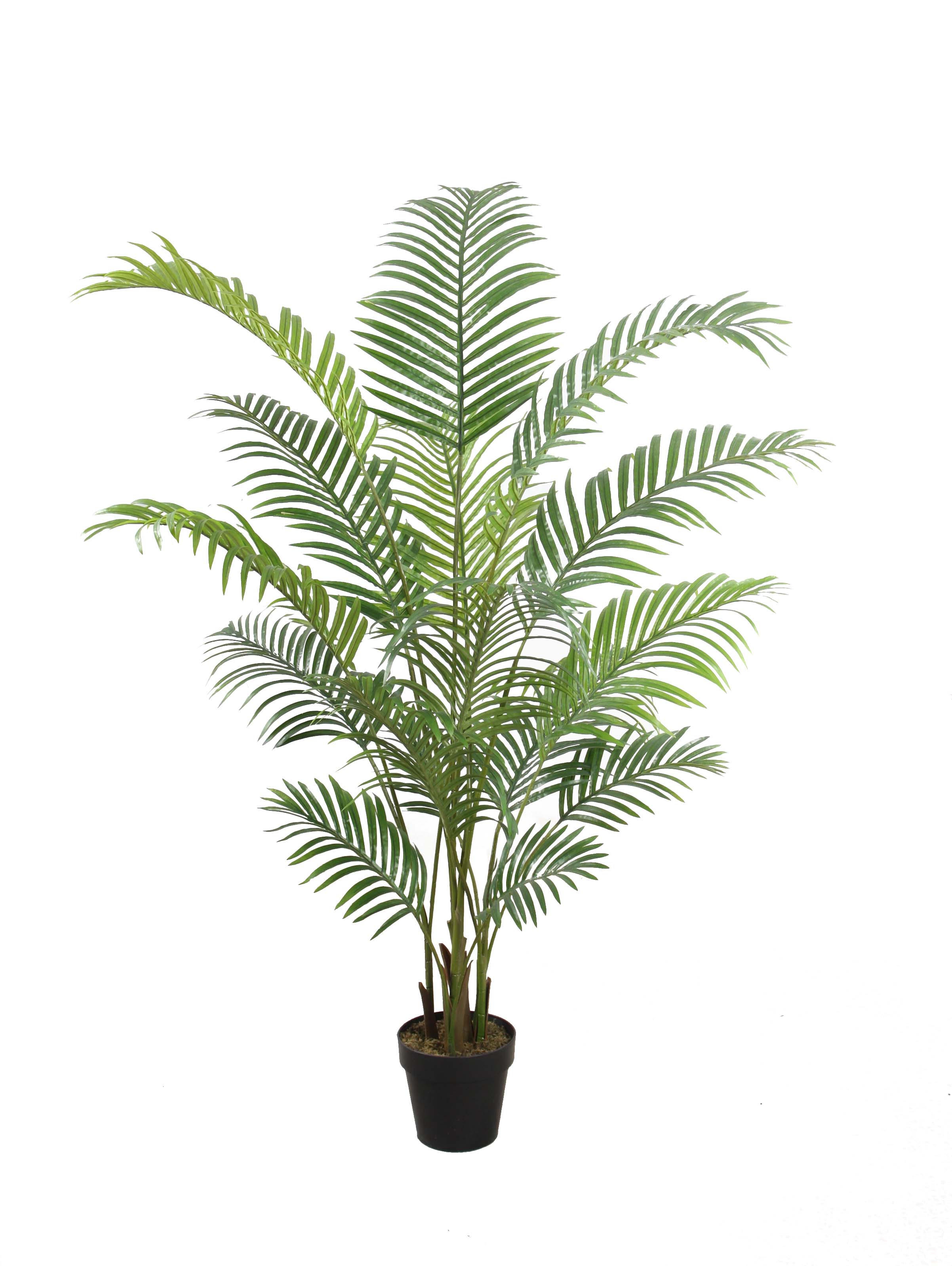 160CM Areca Palm