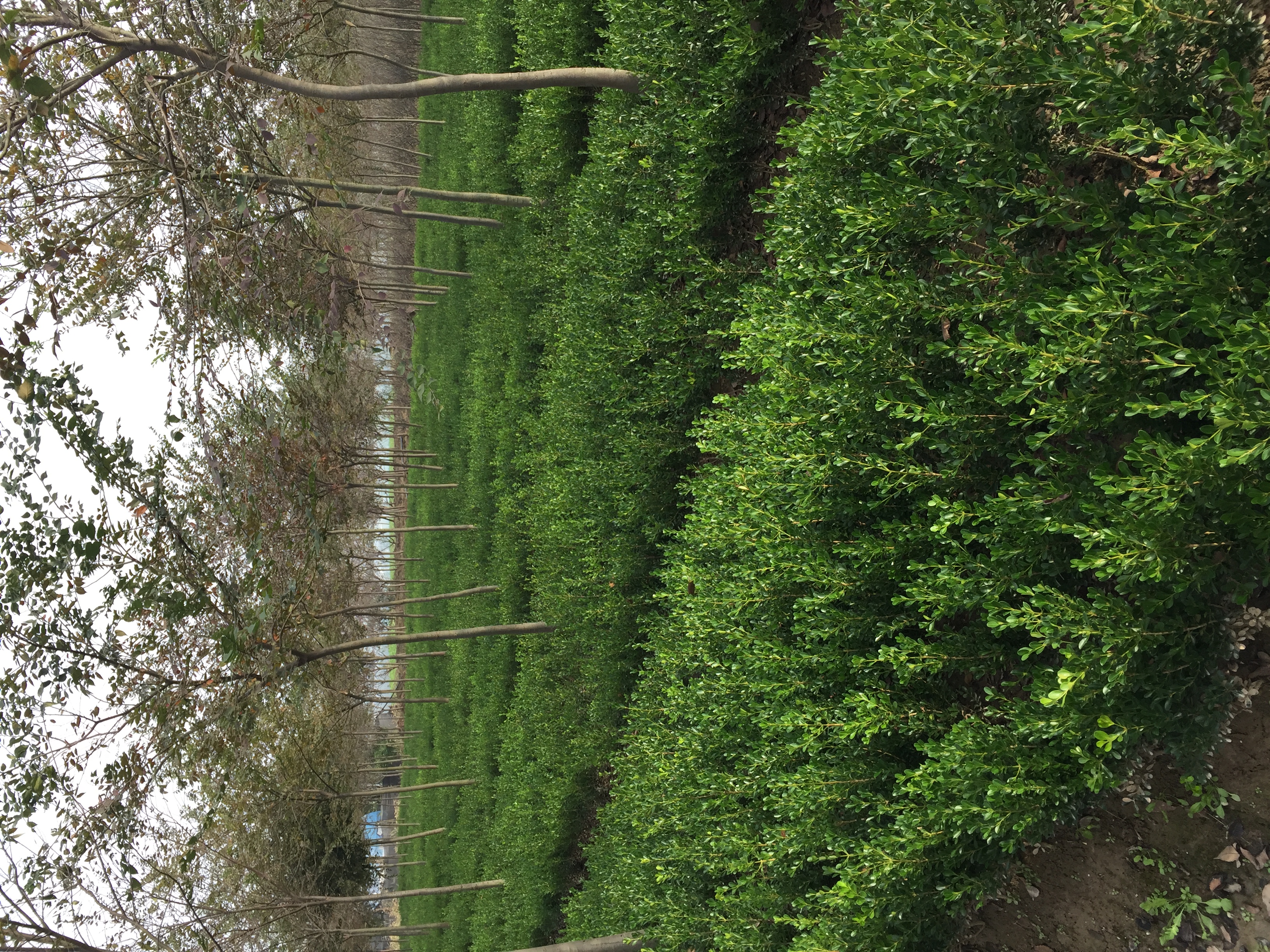 Shanghai Senao Horticulture Co., Ltd. – Christmas ornaments 1