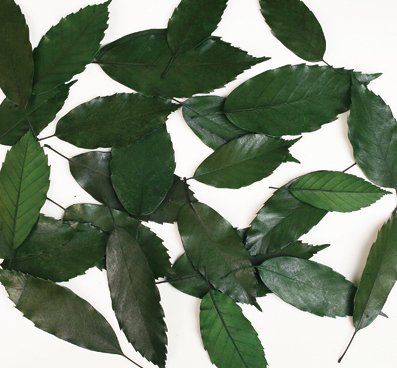 Wild leaf (preserved leaf)