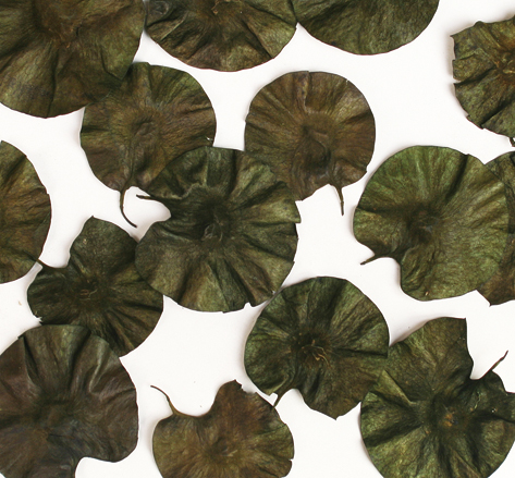 Coin Leaves(dry flower;dried flower)