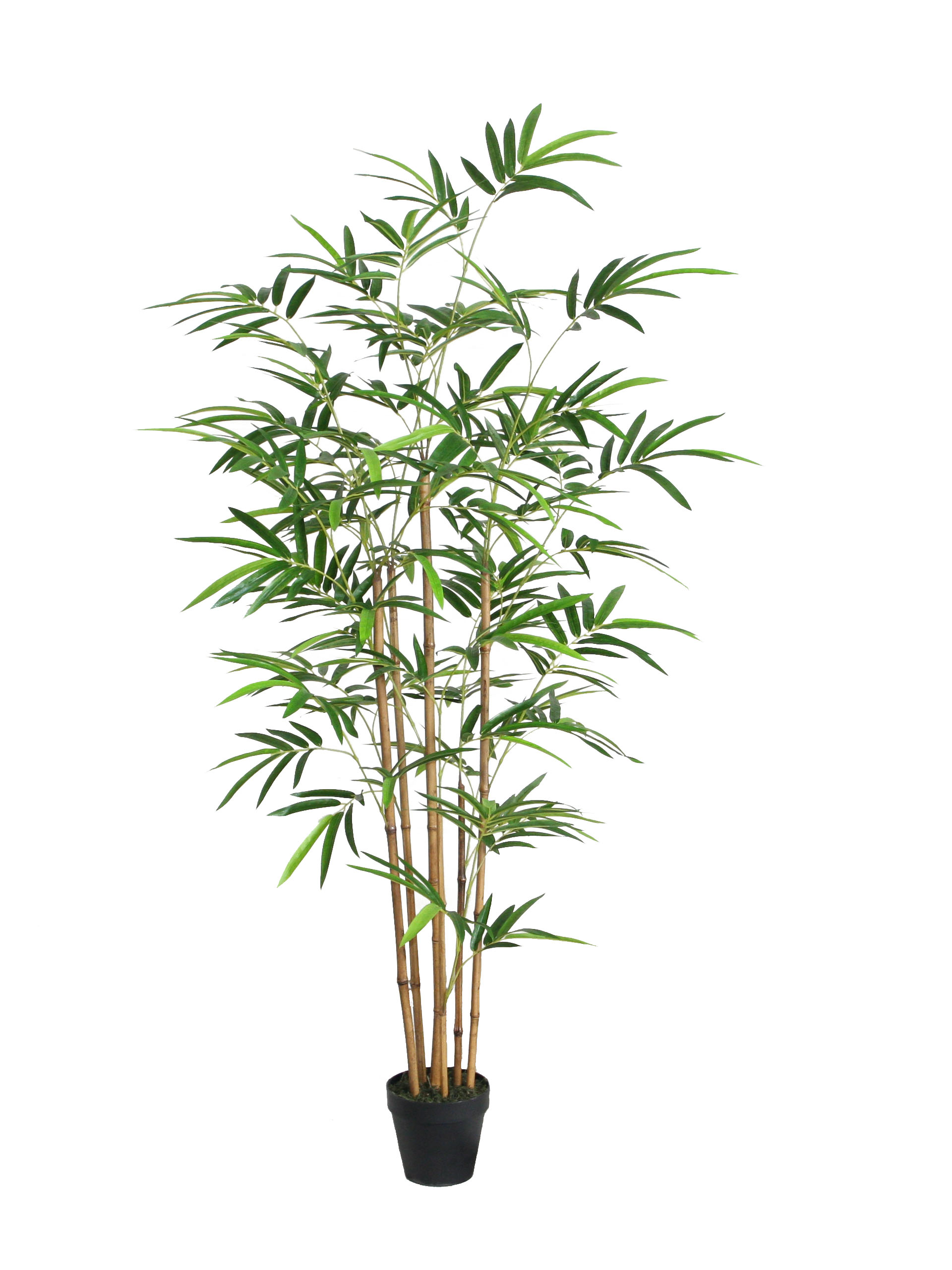 150CM Bamboo Real Stems
