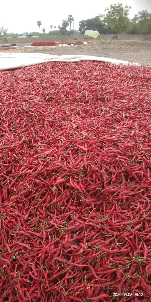 Dry red chilli