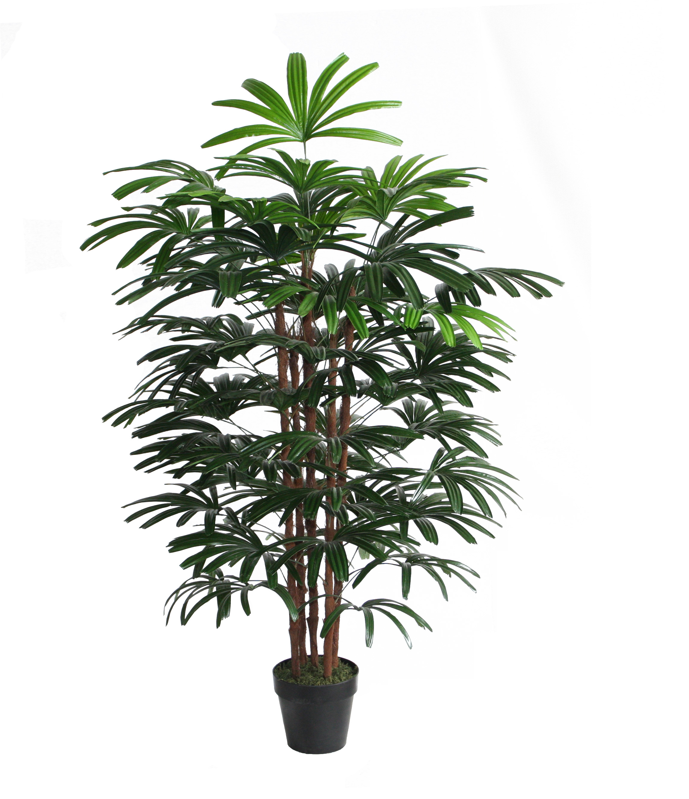 150CM Rhapis Excelsa