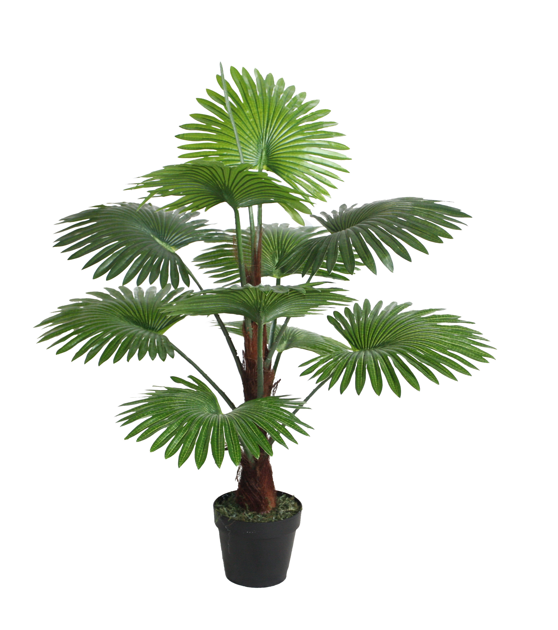 100CM Fan Palm