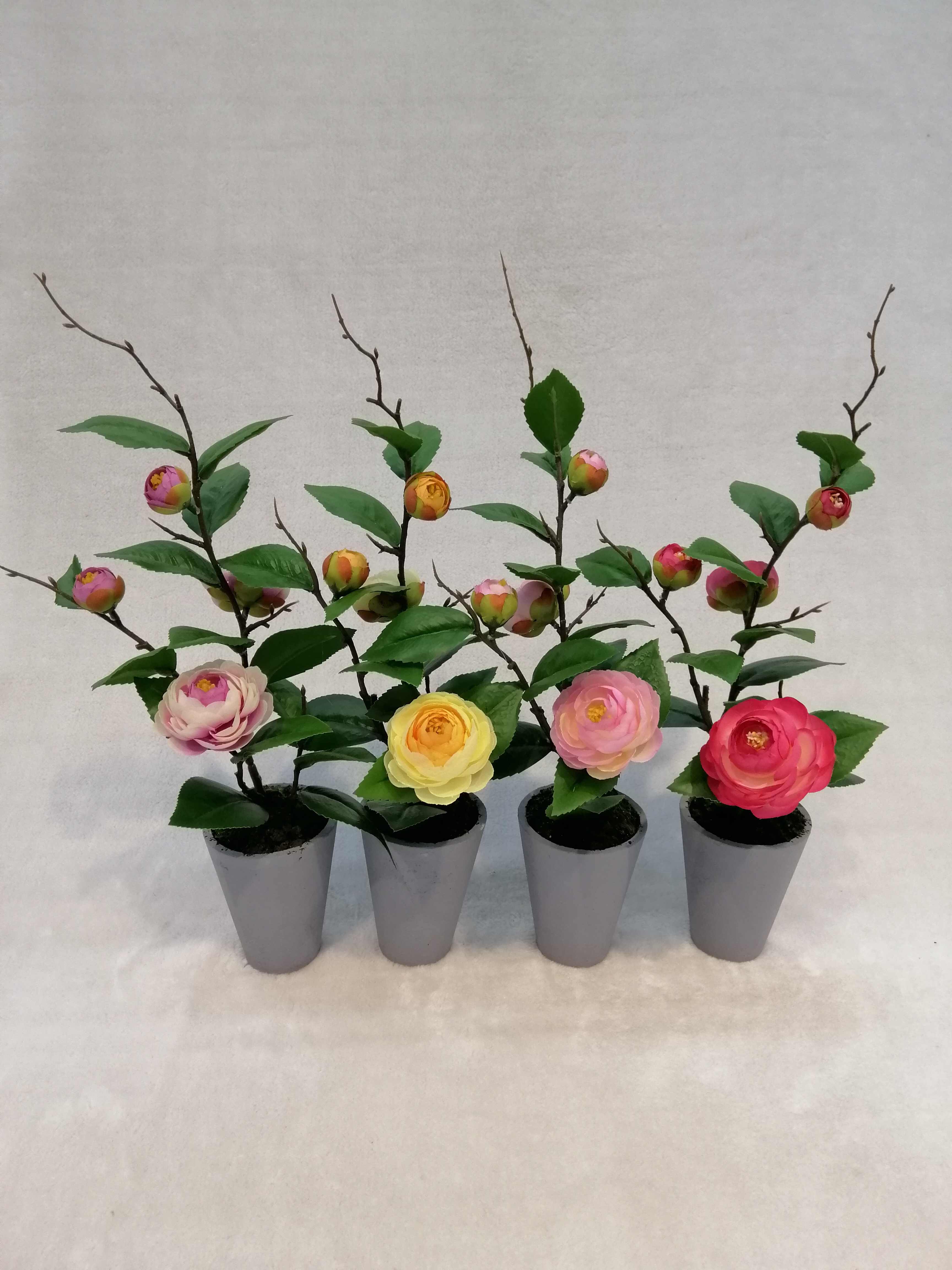 2#potted Tea Rose
