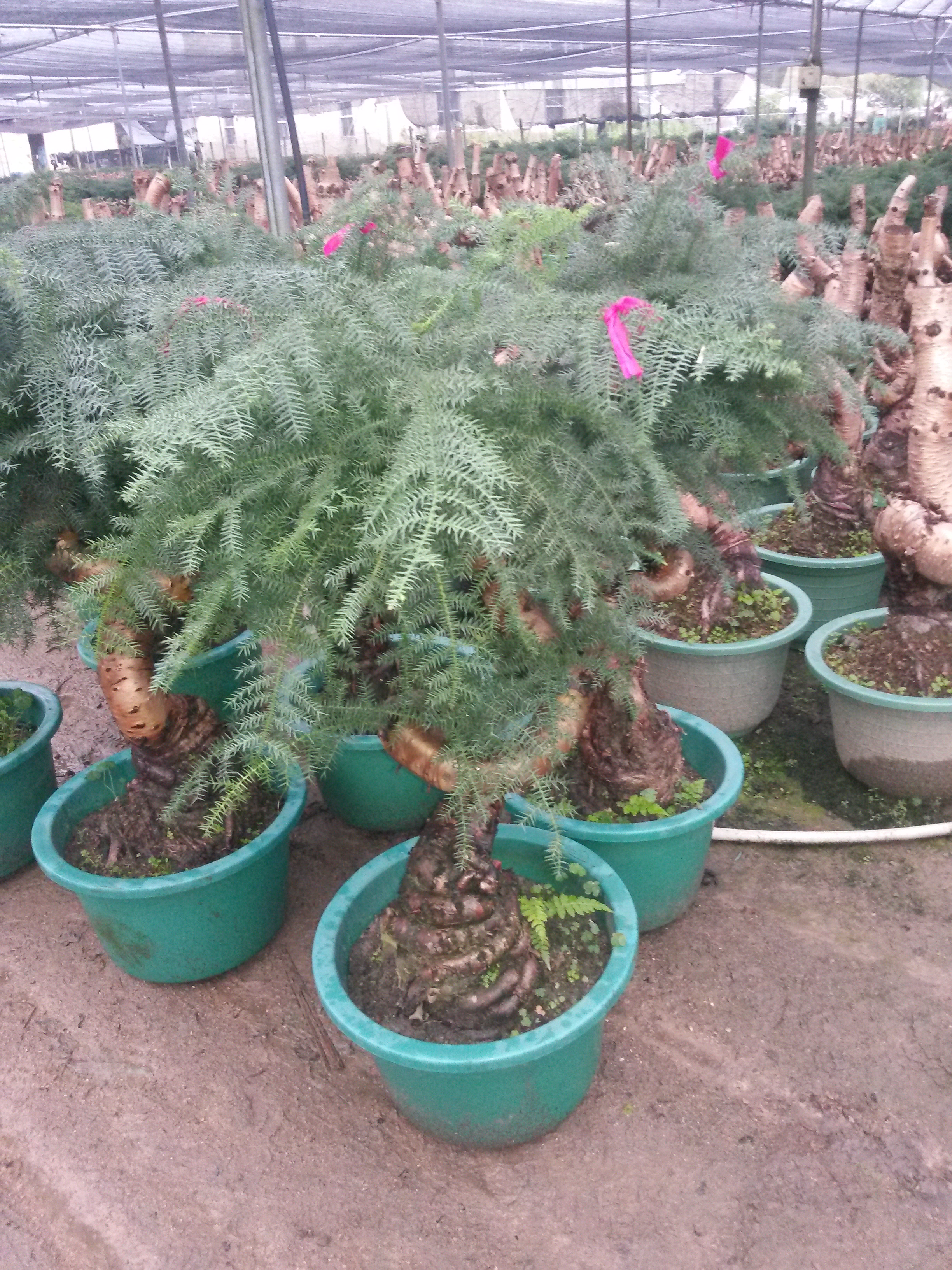 00 Araucaria heterophylla Bonsai