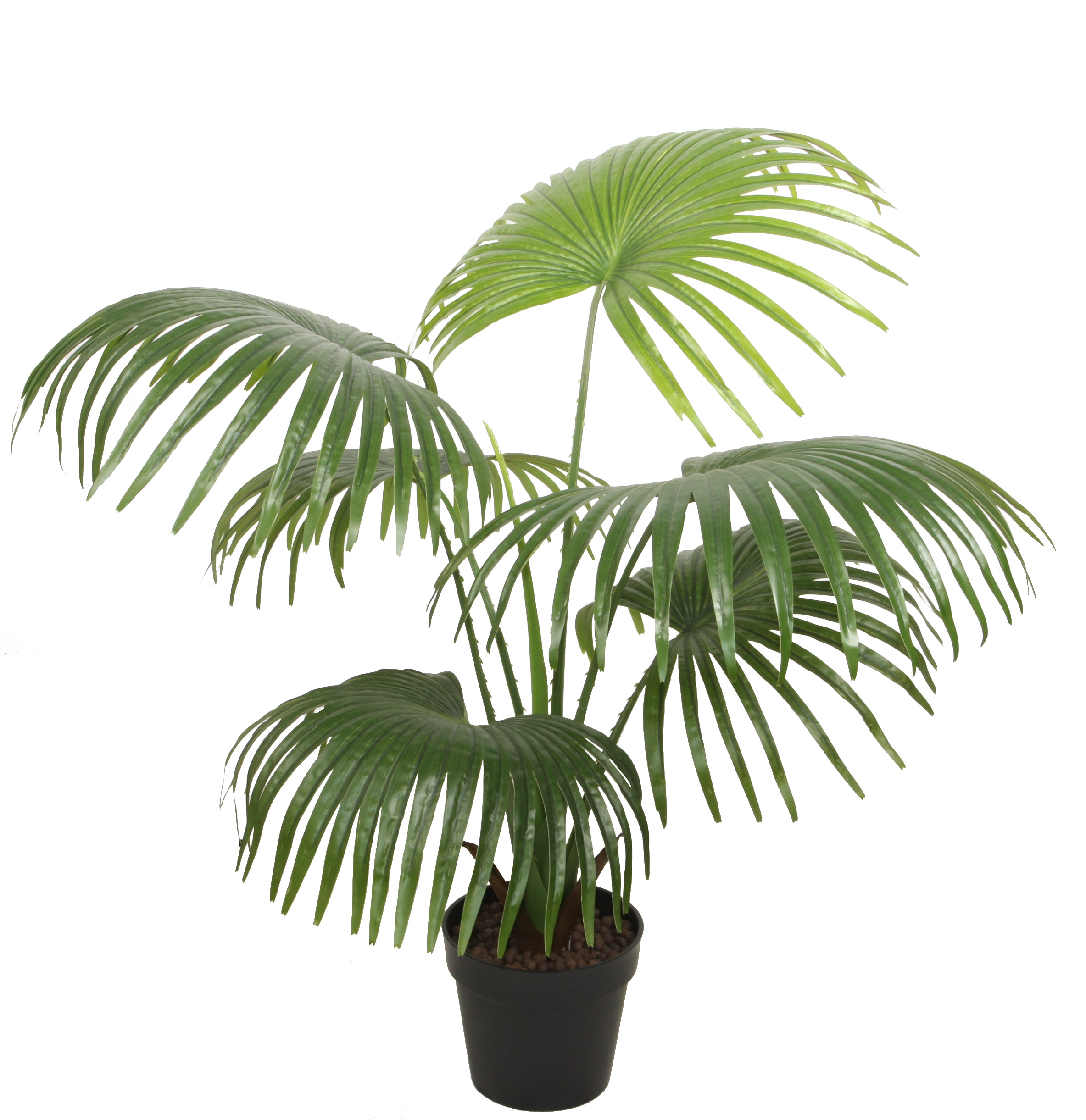 90CM Fan Palm