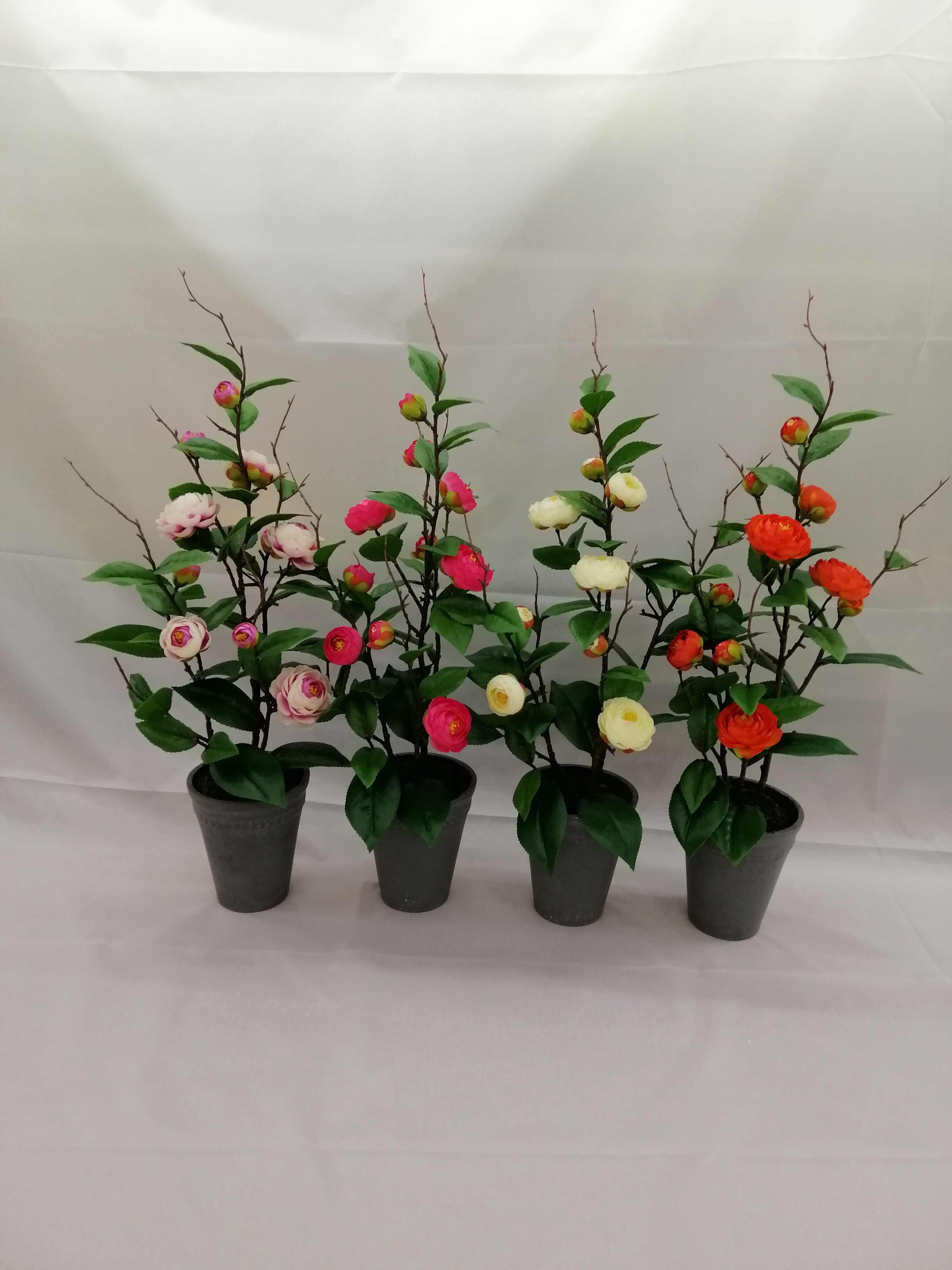 Potted Tea Rose