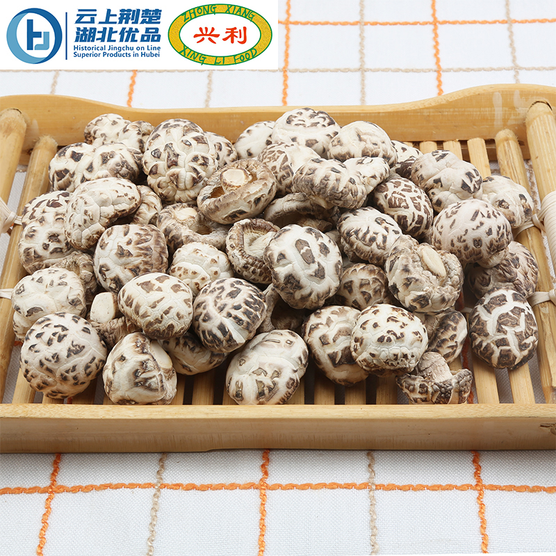 Autumn White Flower Mushroom TAA2 2.5-3CM