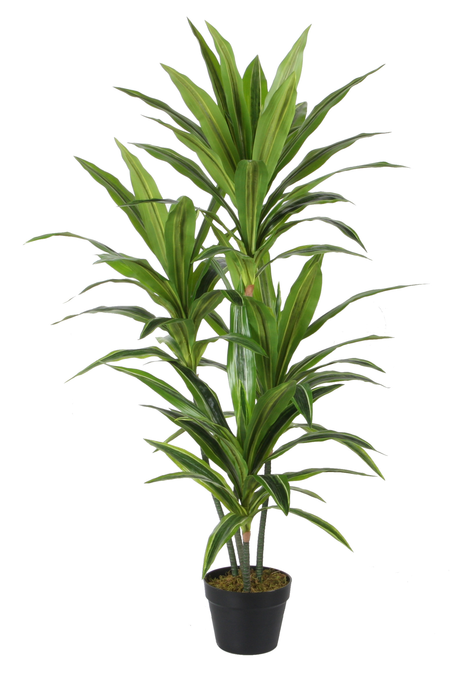 120CM Dracaena