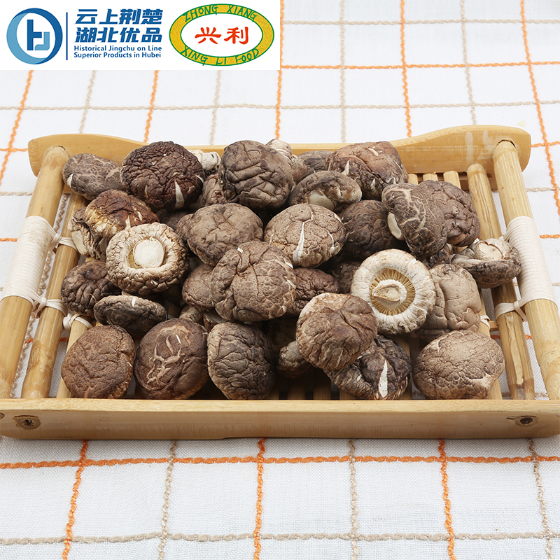 Autumn Stem Cut Smooth Mushroom TAB+ 4-5CM