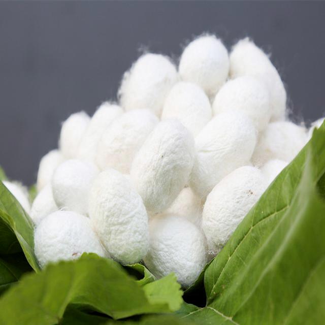 Chengdu Shujin Chuan Si International Trading Co., Ltd. – Silk 1
