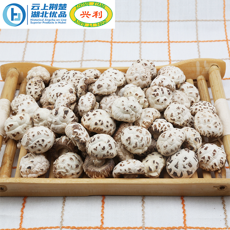 Autumn Sky White Flower Mushroom TAAA2 2.5-3CM