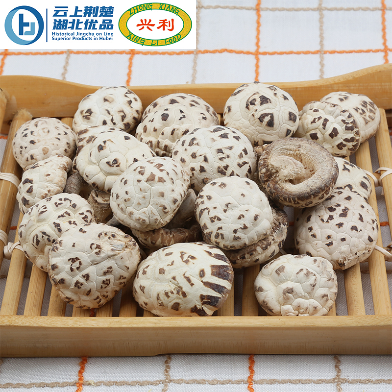 Autumn Sky White Flower Mushroom TAAA1 3-4CM