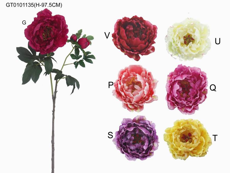 Single peony