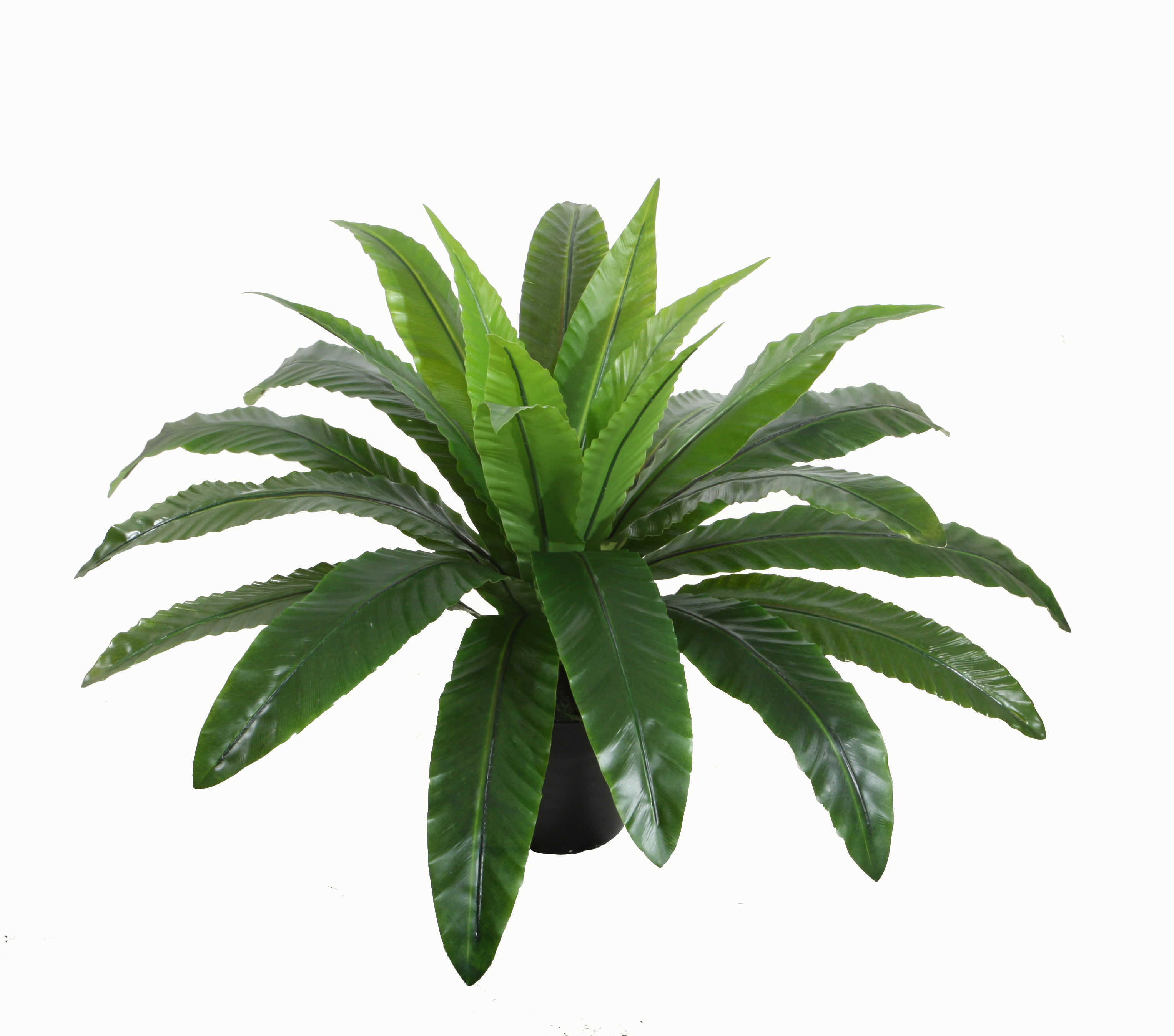 55CM Bird's Nest Fern