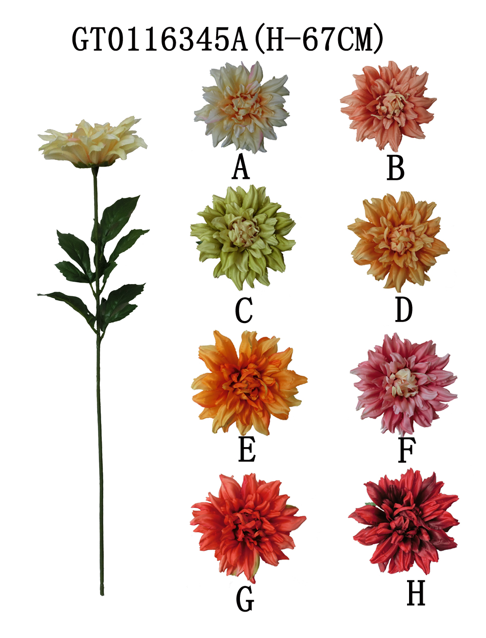 Single dahlia(spring)(H-67CM)