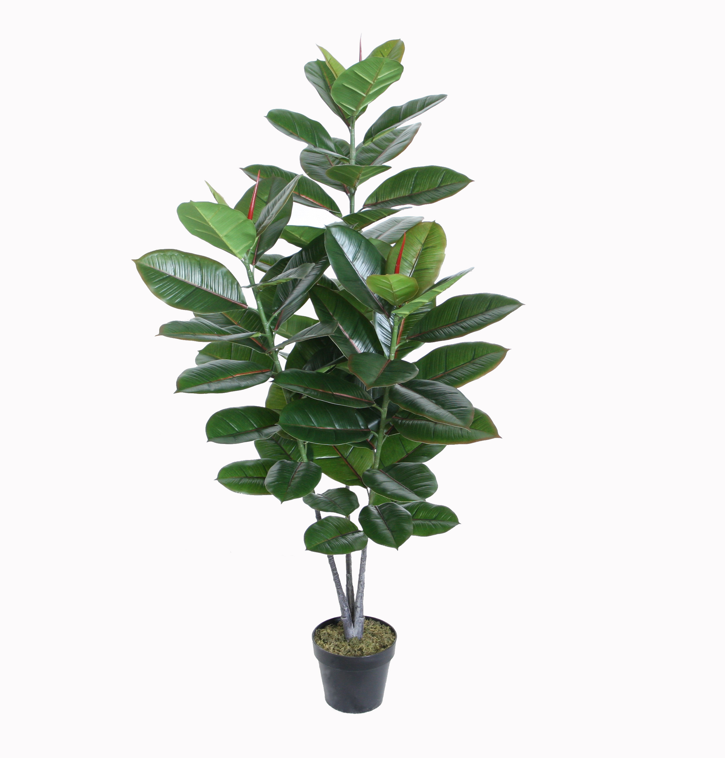 130CM Rubber plant