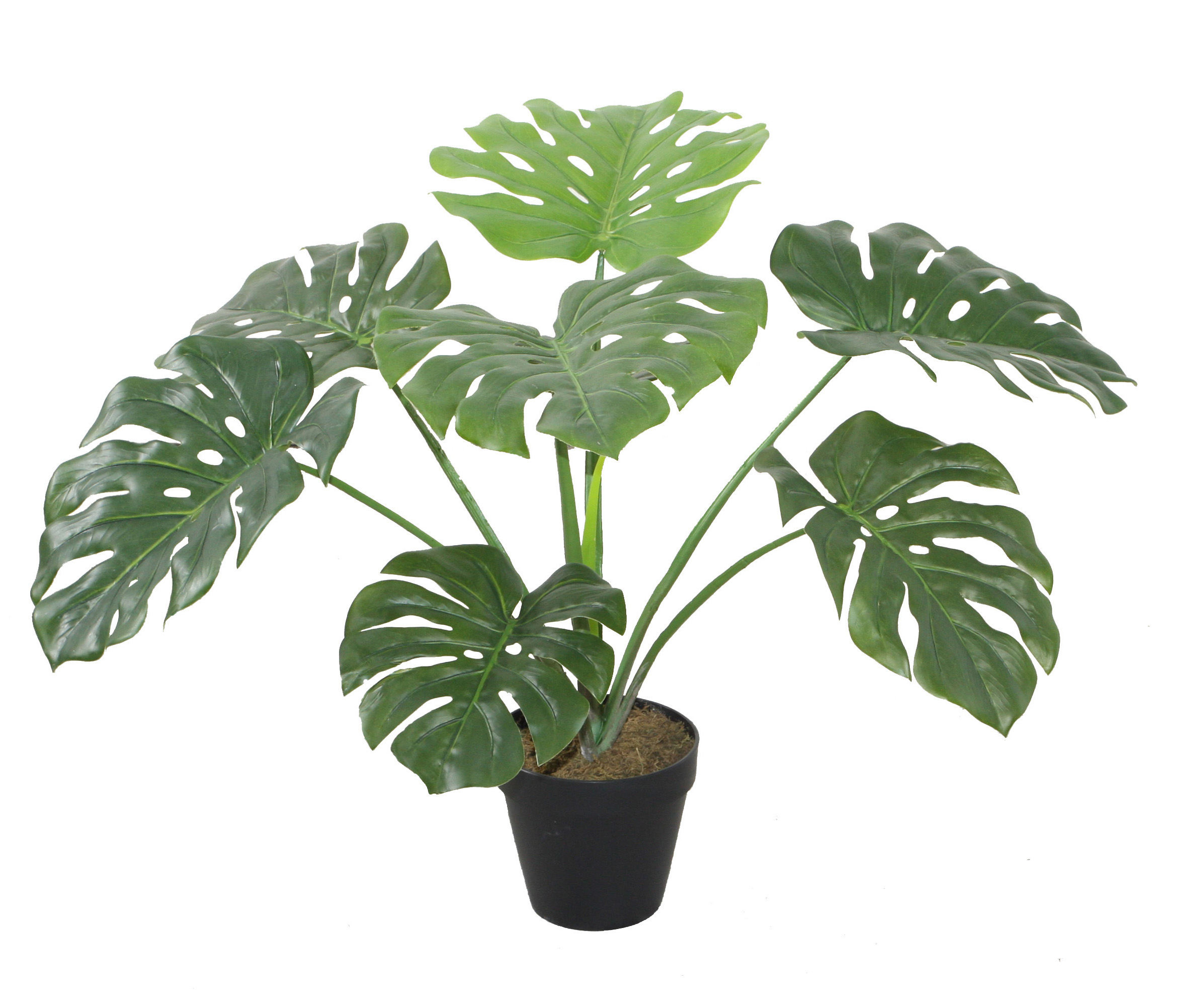 60CM Monstera