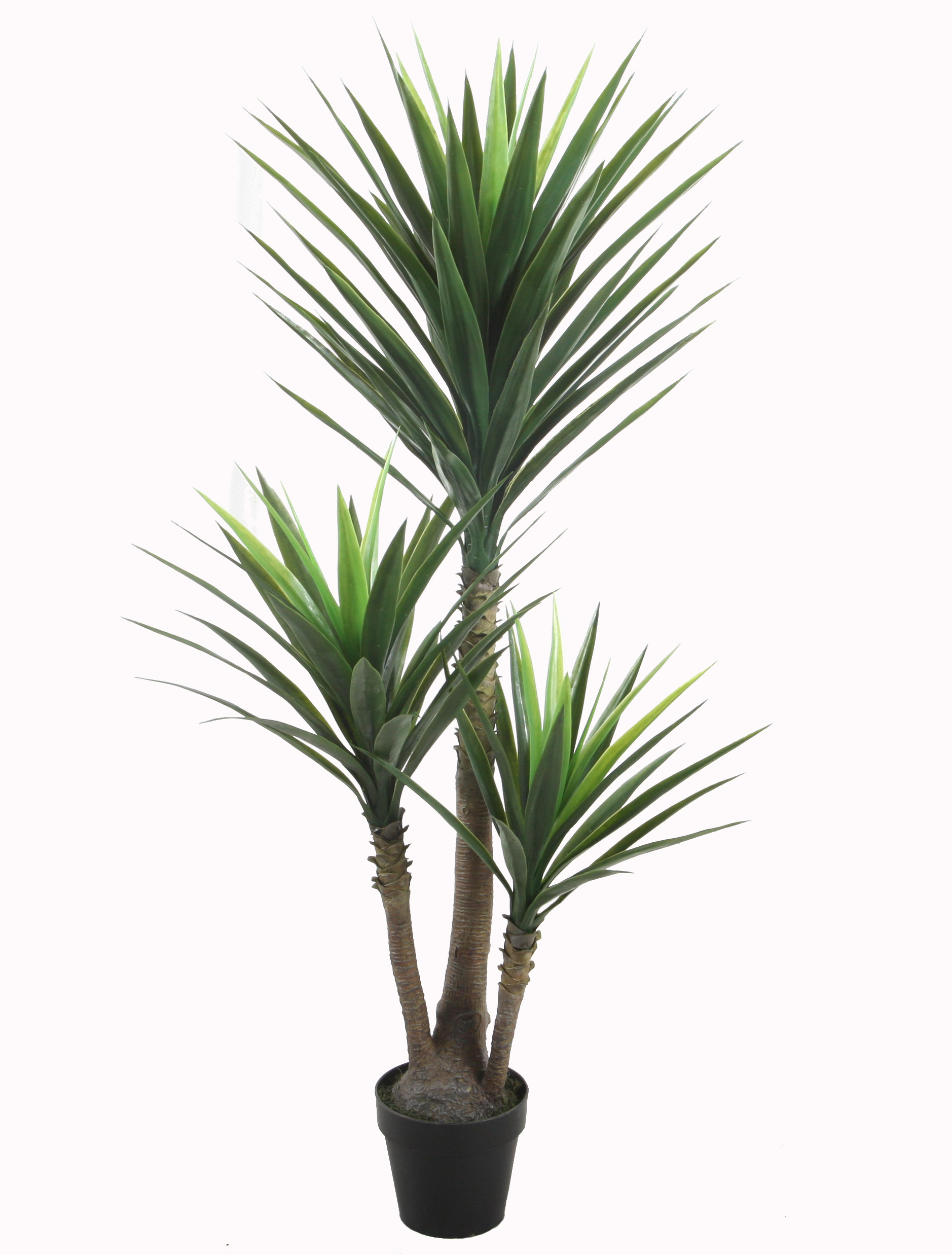 150CM Yucca