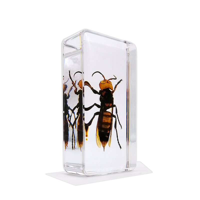 Nanning Benji Biological Technology Co.,Ltd – caja de regalo 4