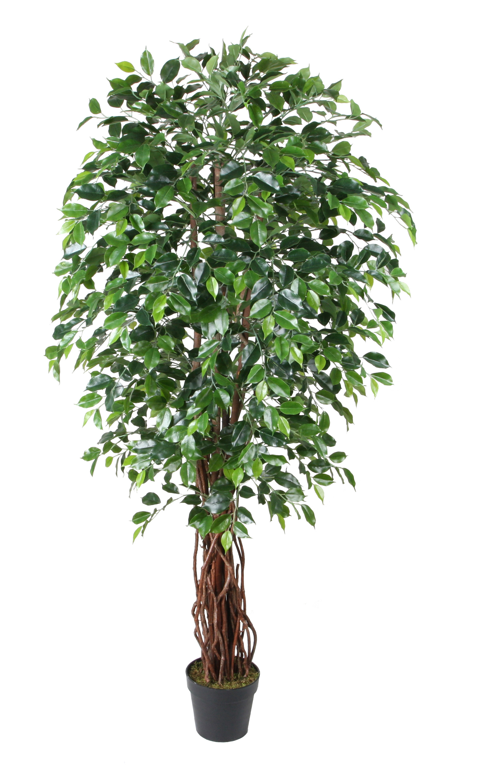 180CM Wood Trunk Ficus Tree