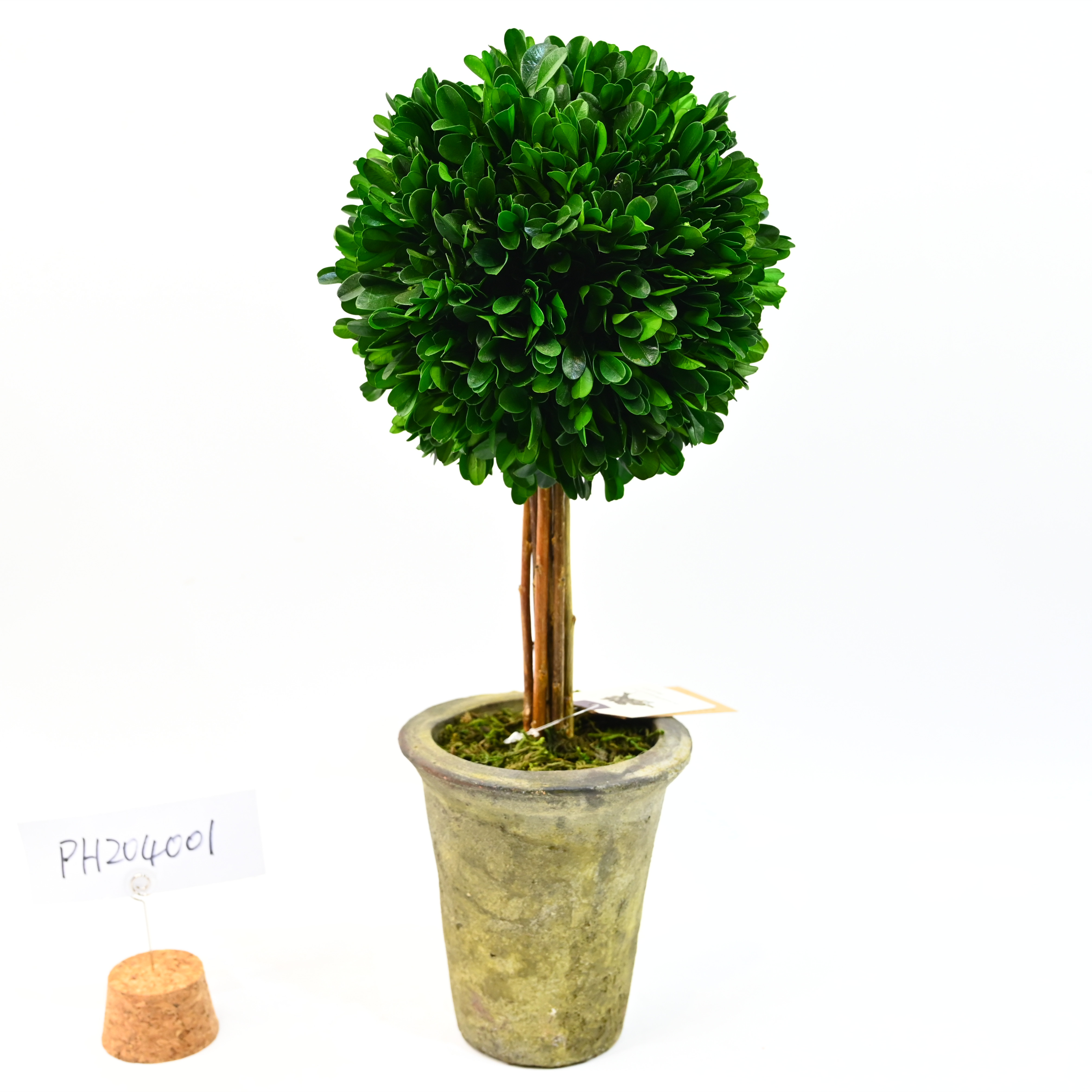 preserved boxwood topiary