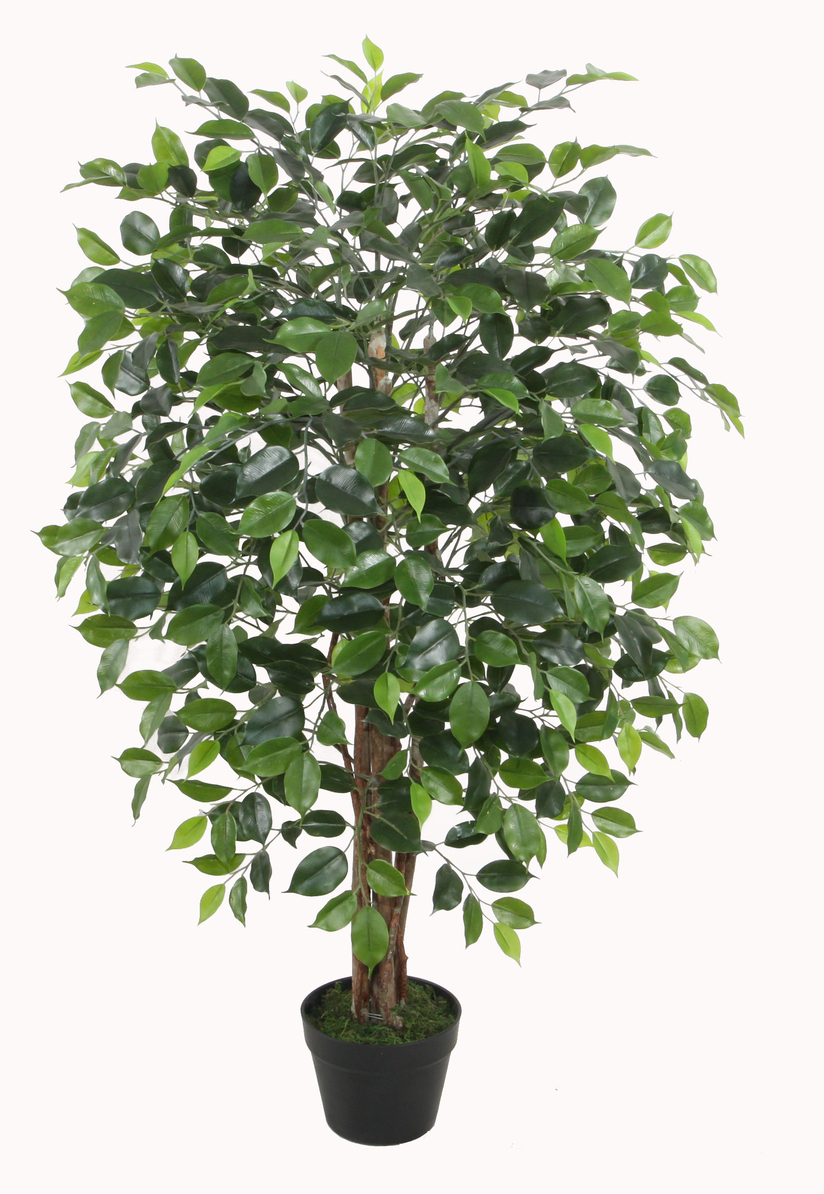 120CM Wood Trunk Ficus Tree