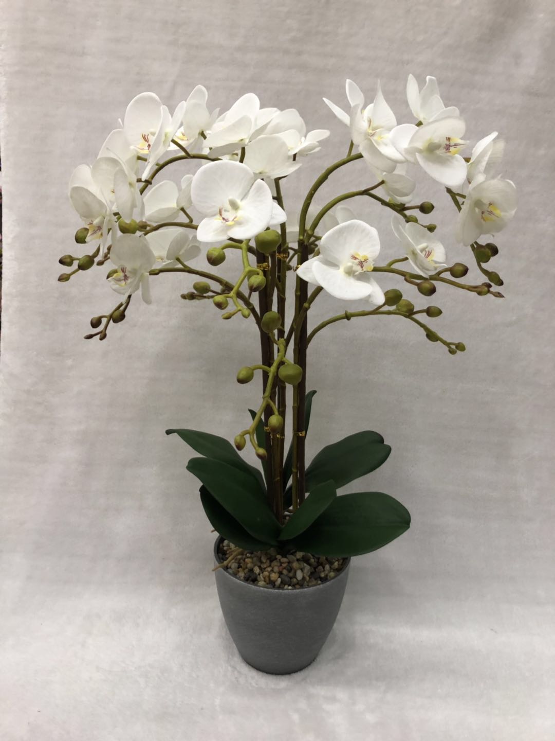 （real Touch）potted Orchid