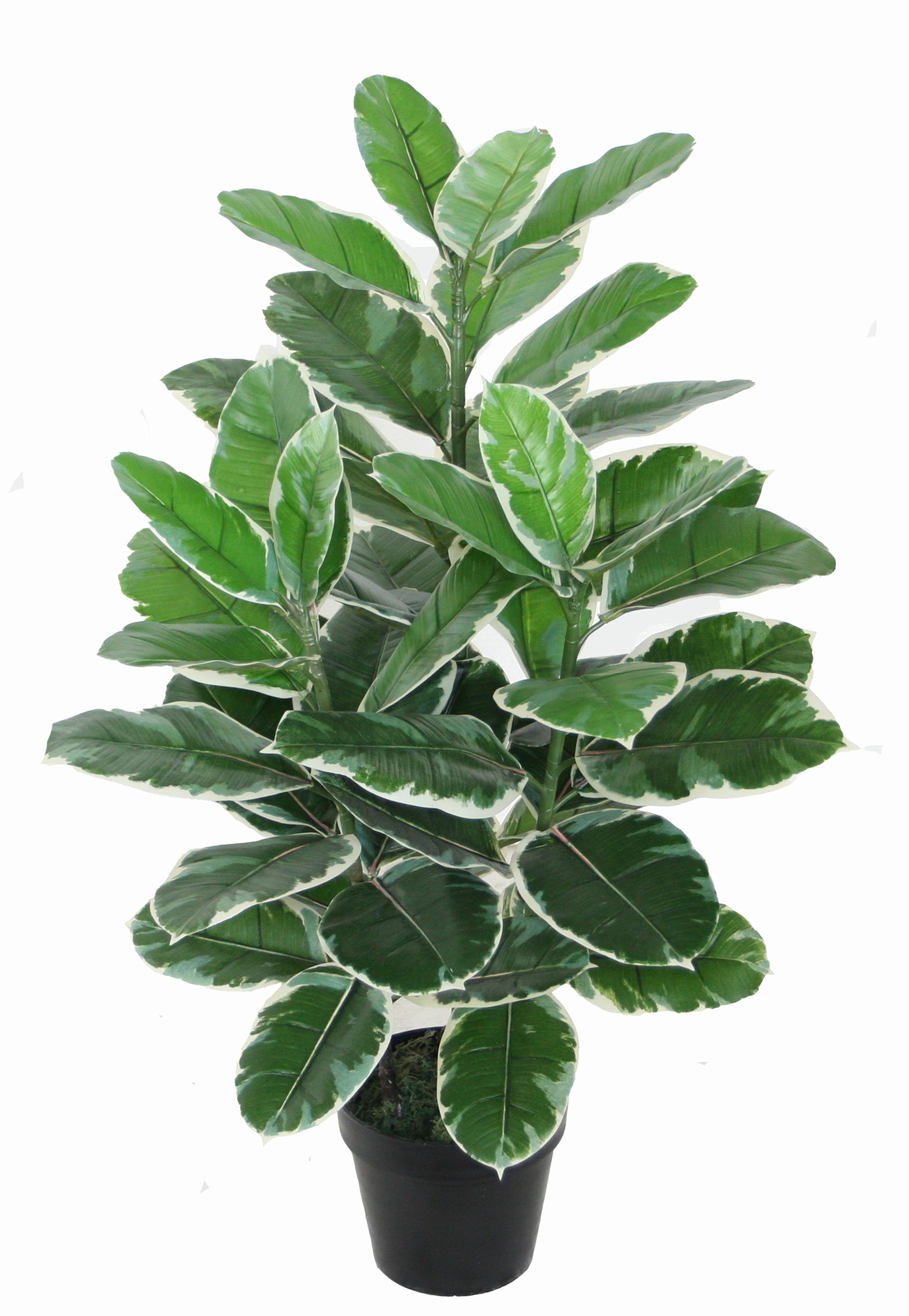 85CM Rubber plant