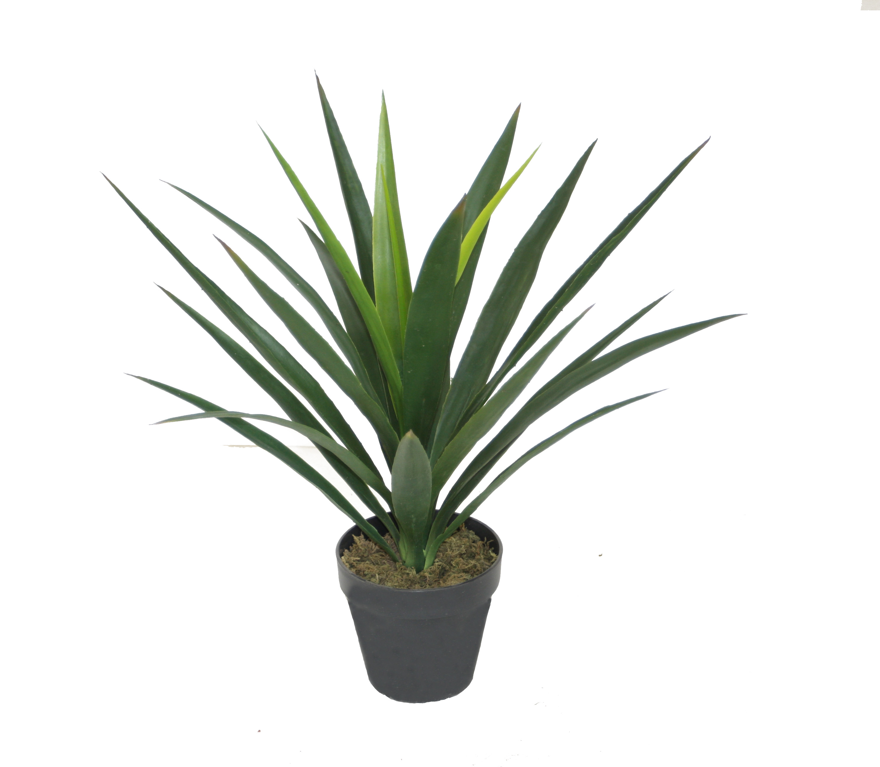 60CM Yucca