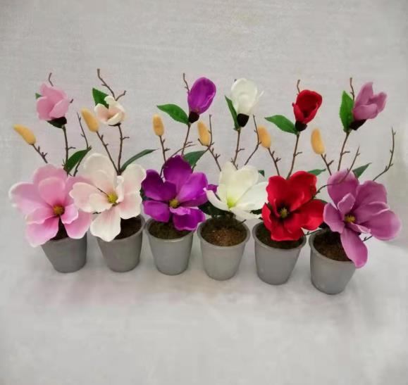 Potted Magnolia