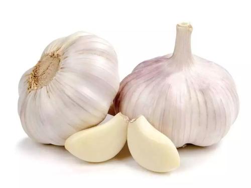 fresh garlic