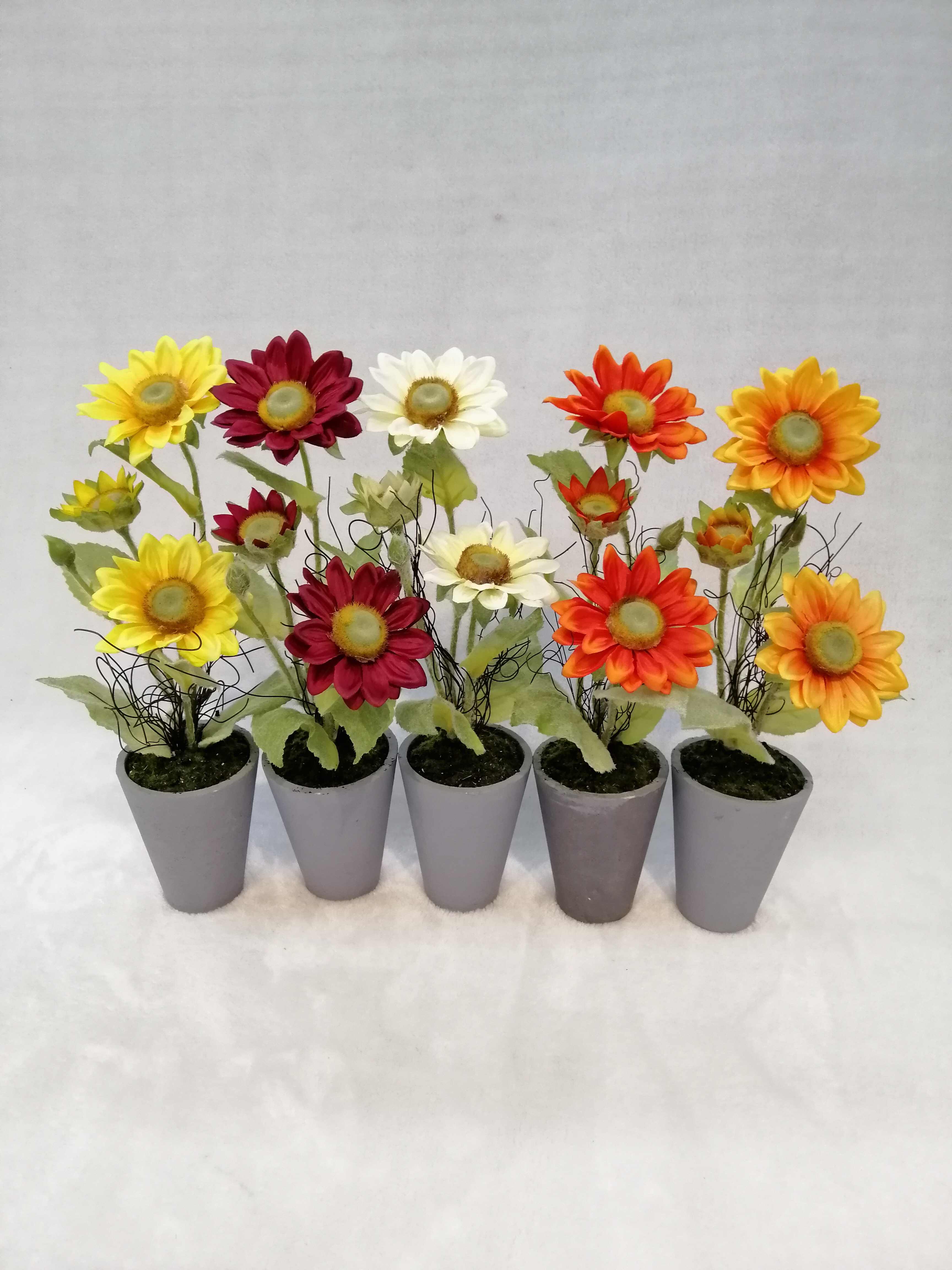 Potted Sunflower