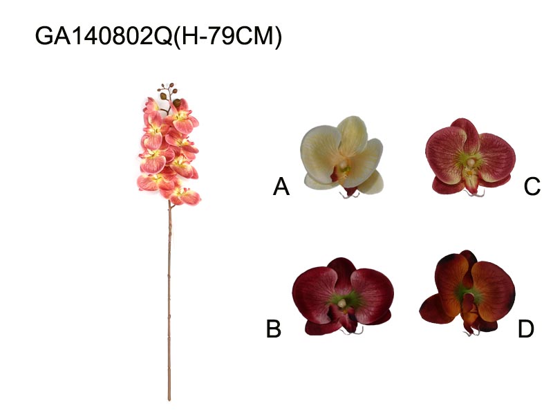 Single phalaenopsid(H-79CM)*