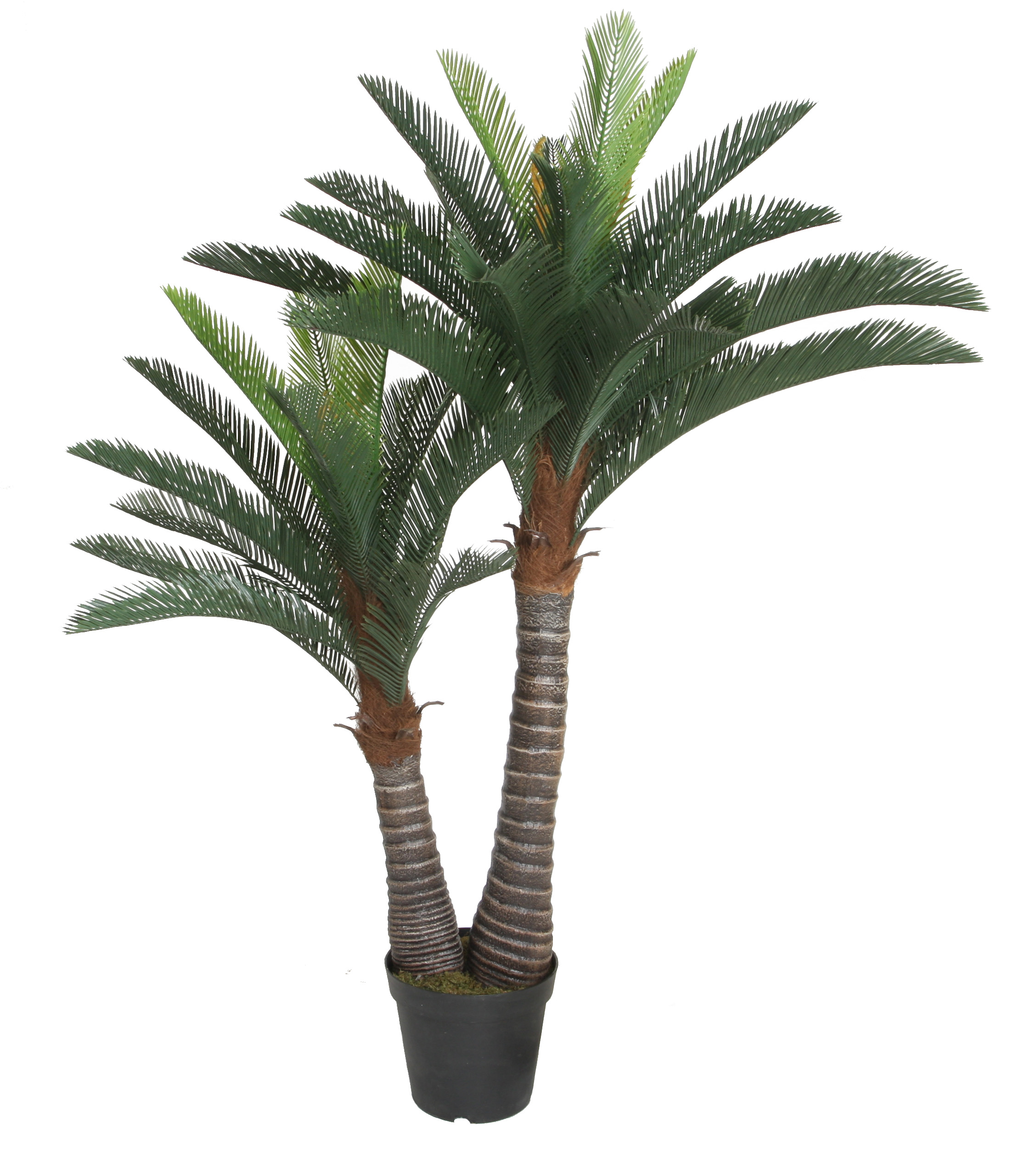 150CM Cycas