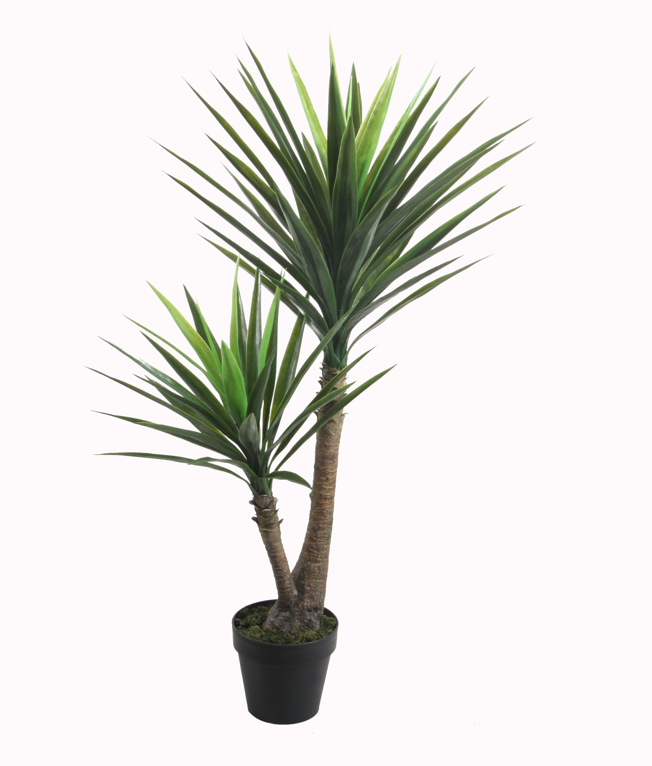 125CM Yucca