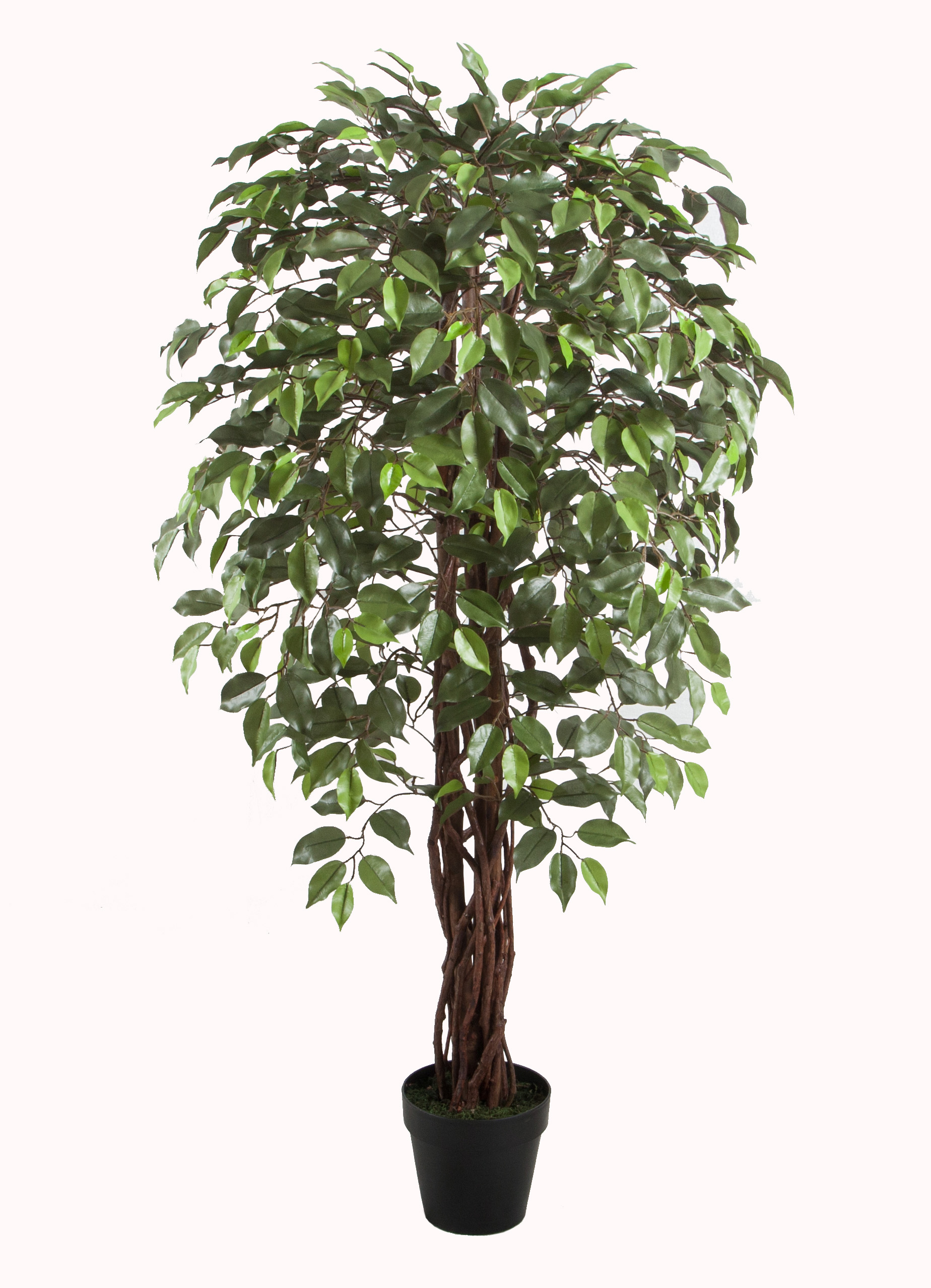 150CM Wood Trunk Ficus Tree