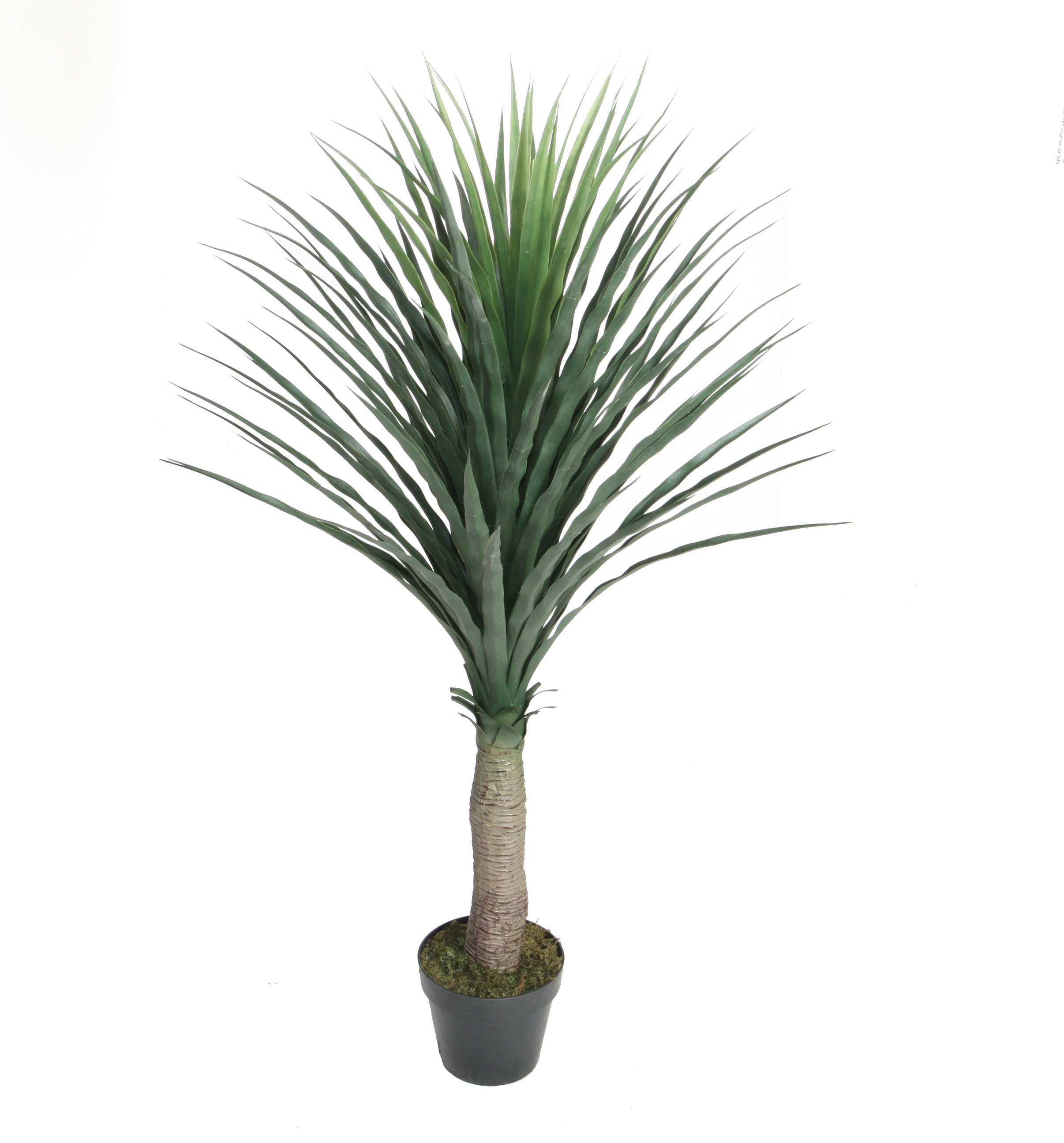 120CM Nolina Recurvata