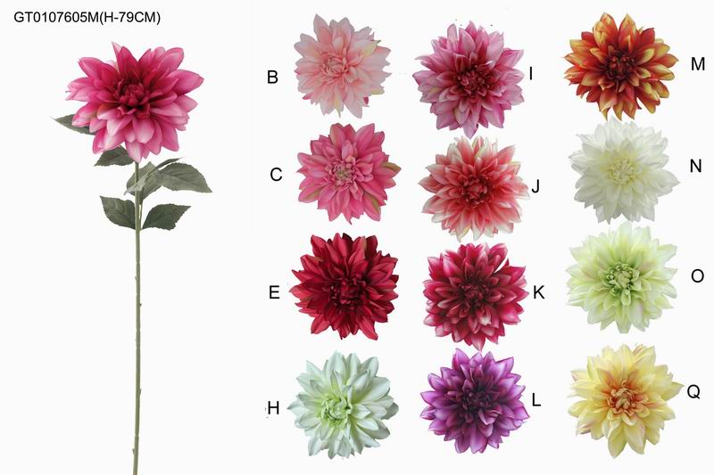 Single dahlia(H-79CM)(spring)