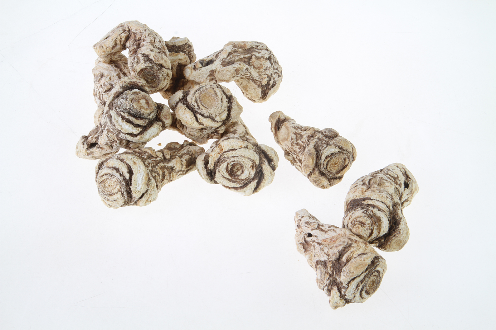 Angelica sinensis