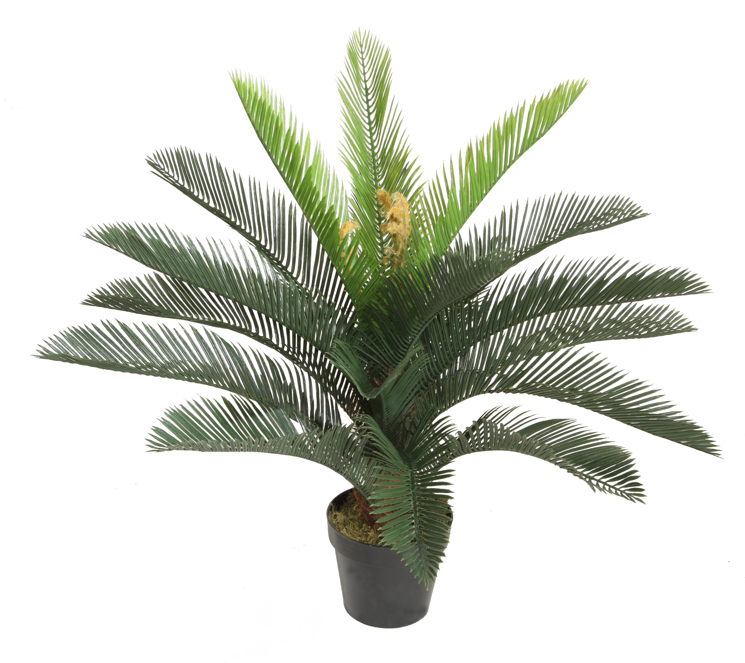 75CM Cycas