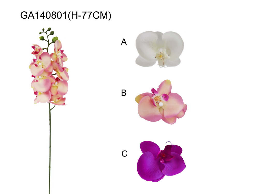 Single phalaenopsid(H-77CM)