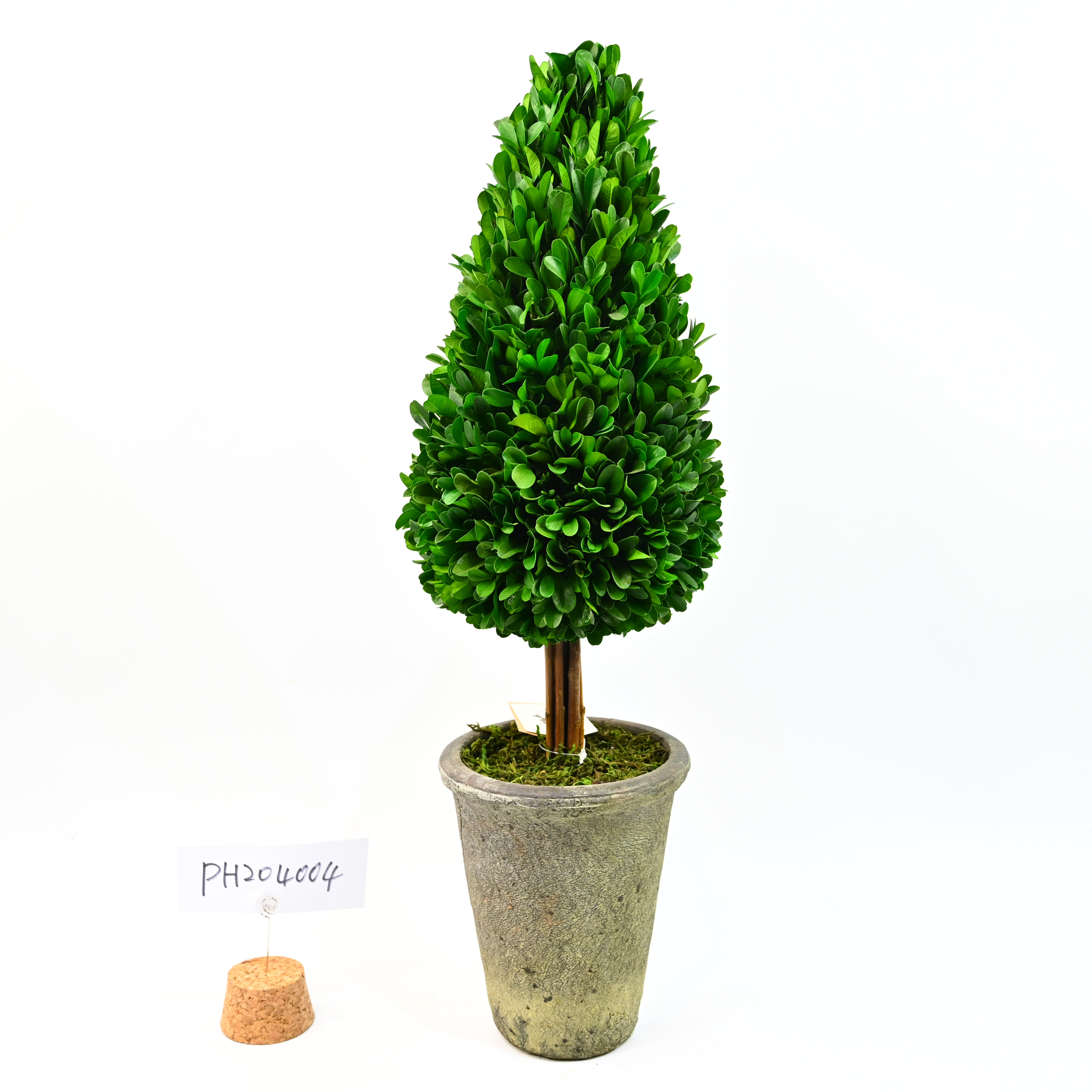 preserved boxwood cone